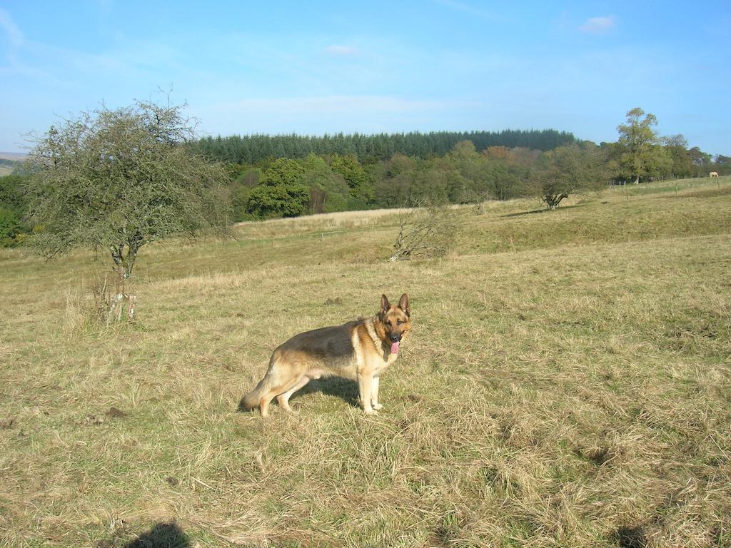 Sorbietrees B&B Newcastleton ภายนอก รูปภาพ